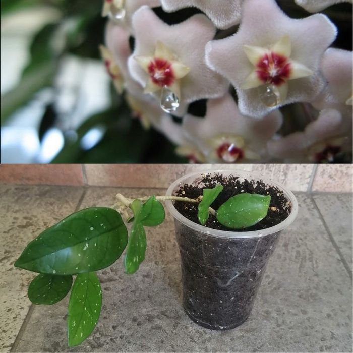 Цветя за продажба