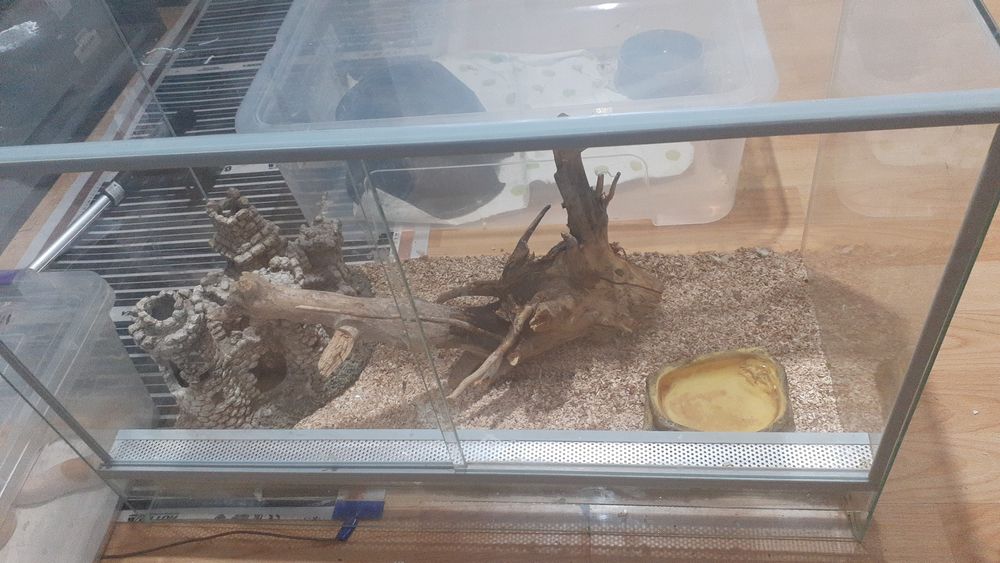 Terariu reptile (exotera)