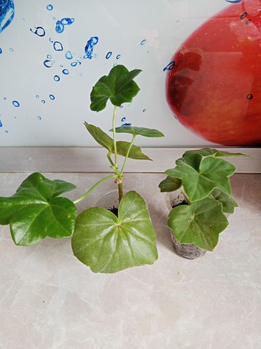 Плющелистная пеларгония