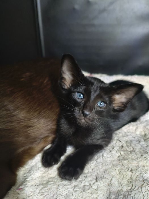 Ориентальные котята экстримального типа совреного типа