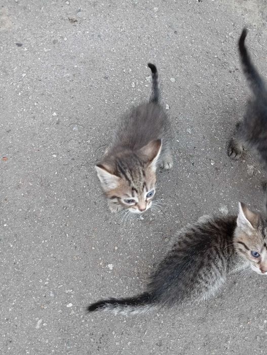 Отдам котят в добрые руки