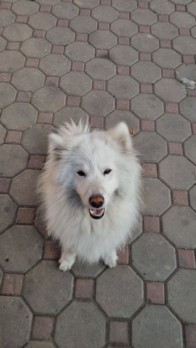 Самоед 1 годик !