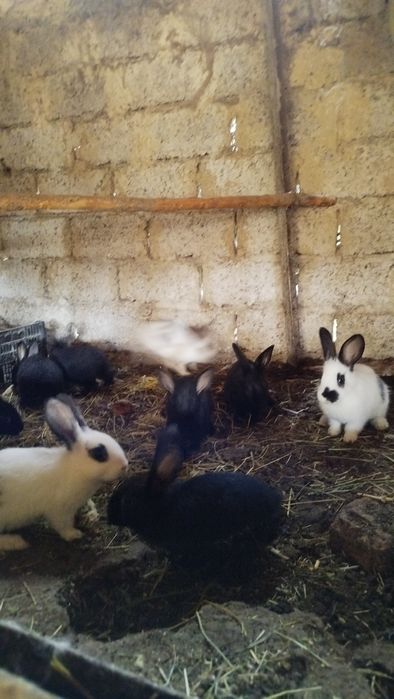 Куёнчалар сотилади