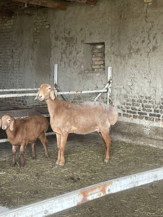 Арашан она бола сотилади