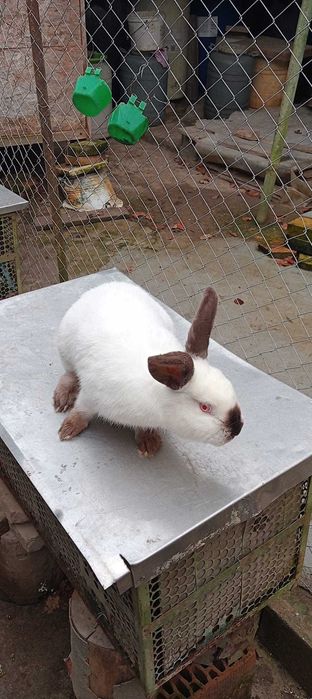 Vând mascul California