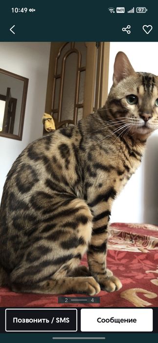 Кошка бенгальская