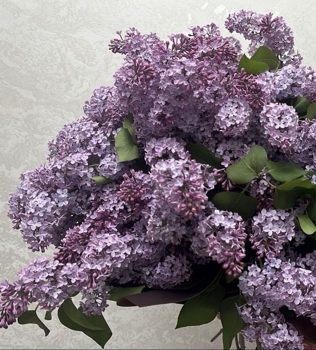 Сирень сирень сирень