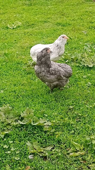 Familie găini Araucana