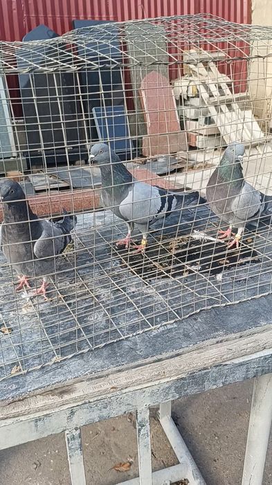 Голуби сизые бакинцы