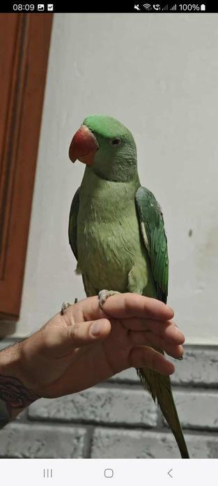 Vând Marele Alexandru și micul Alexandru