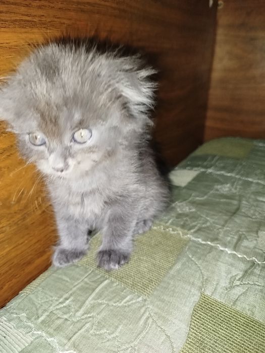 Котёнок веслоухи шотландец