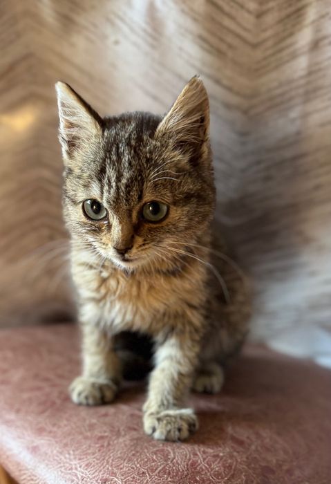 Отдам котенка девочка 3-4 мес
