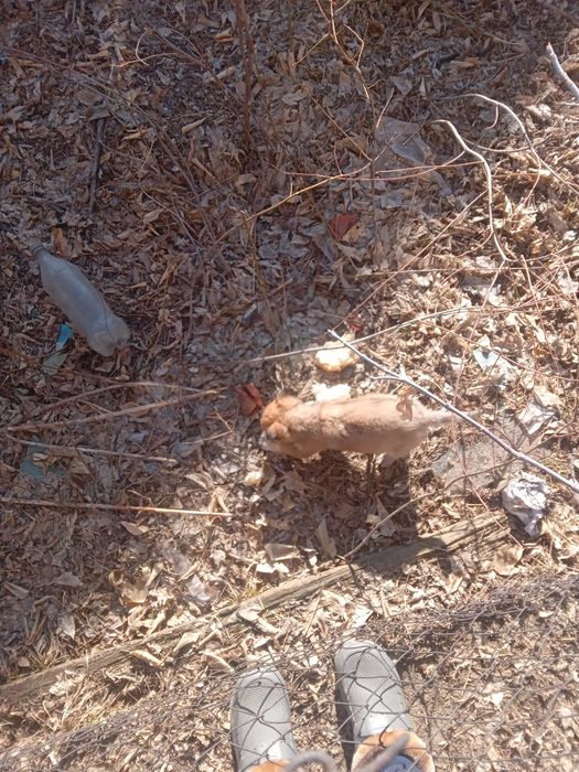 Отдам        щенят