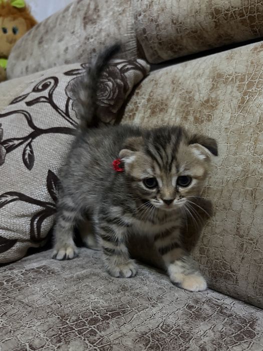 Шотландские котята