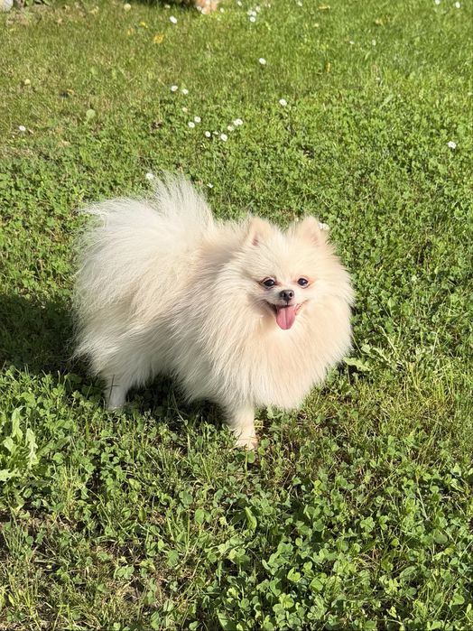 Mascul Pomeranian cu pedigree!