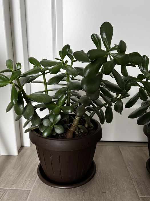 Arbore de jad sau pomul banului…