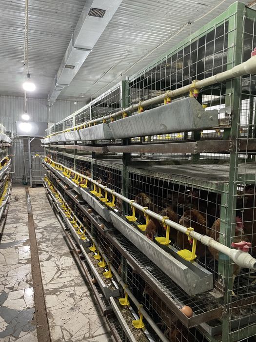 Клетка для кур 3х яростная