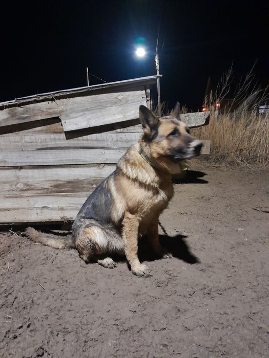 Продам Щенков Немецкой Овчарки