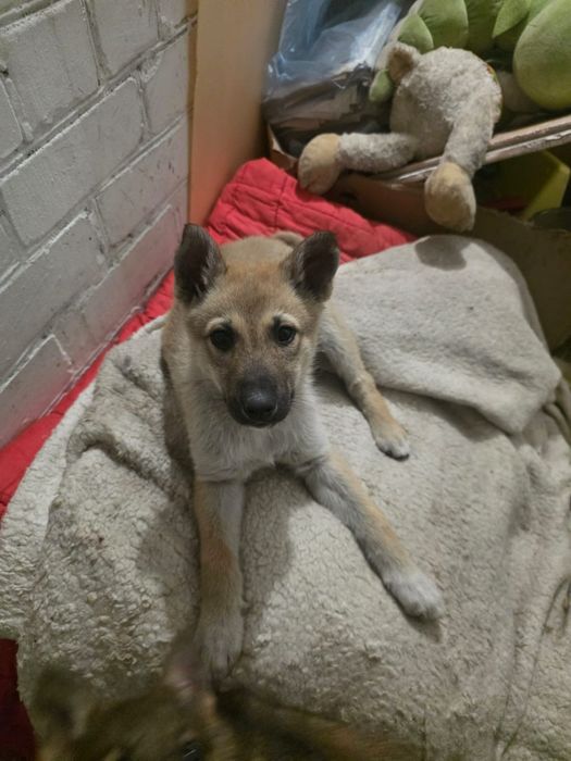 Шикарные щеночки  2 месяцев