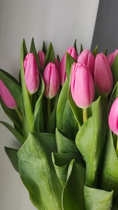 Тюльпаны самая выгодная цена