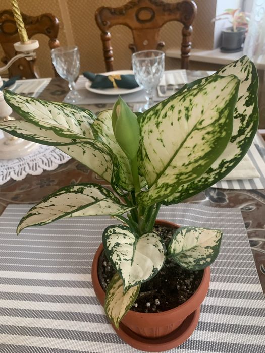 Продам комнатные цветы аглоунему ,оазных видов