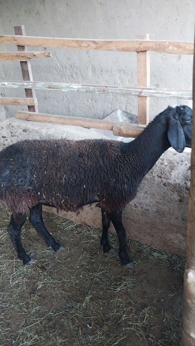 Куй сотилади Самарканд