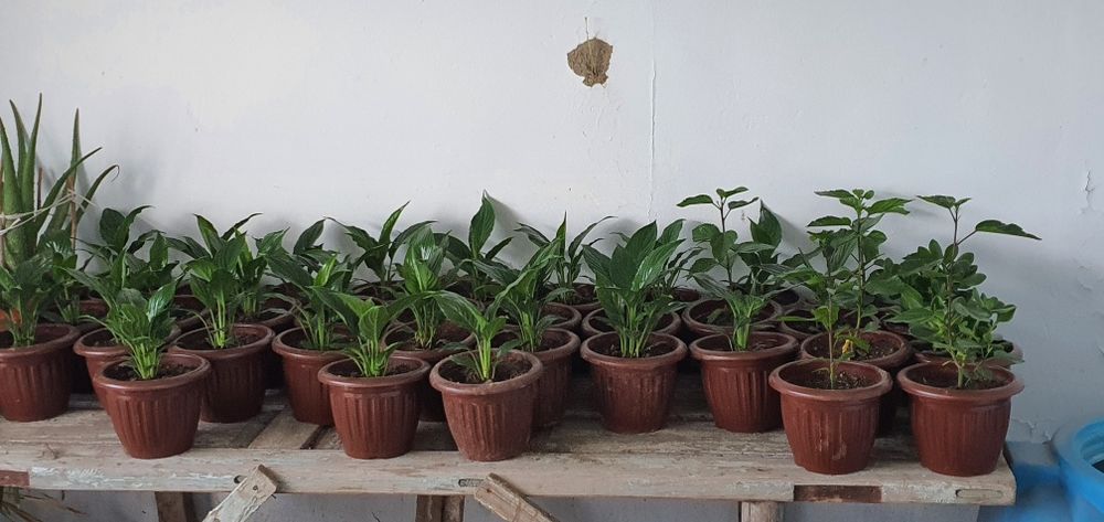 100 dan ortiq gular optim narxlarda   narxlari 15.000dan 60.000 gacha