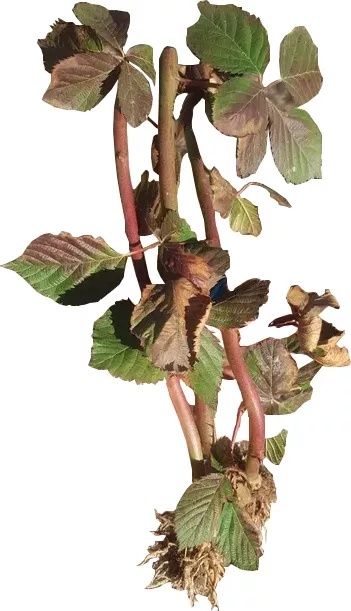 Butași de Mur de Vânzare