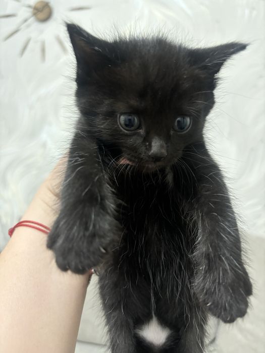 Котята и кошки в Алматы