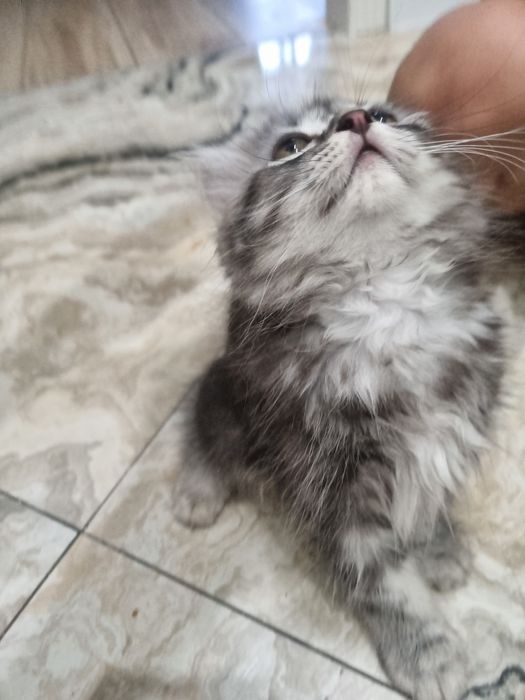 Шотландец мальчик продам добрым людям