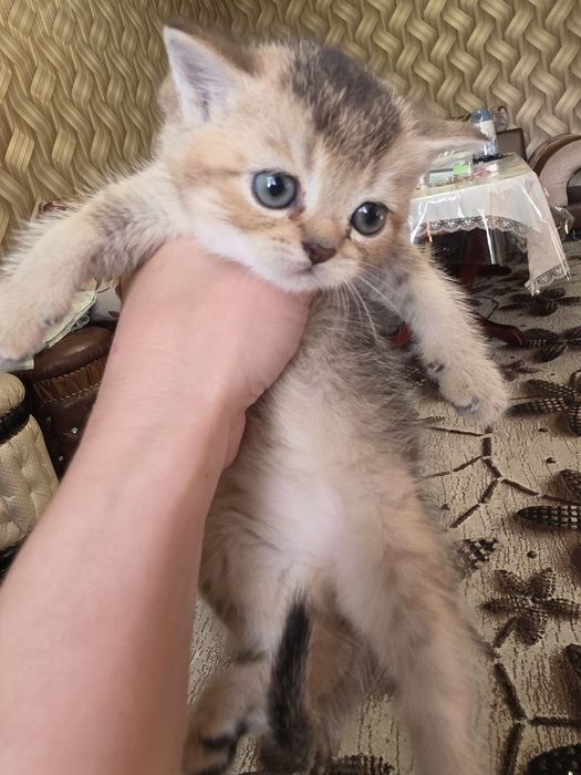 Продаются котята Скоттиш фолд