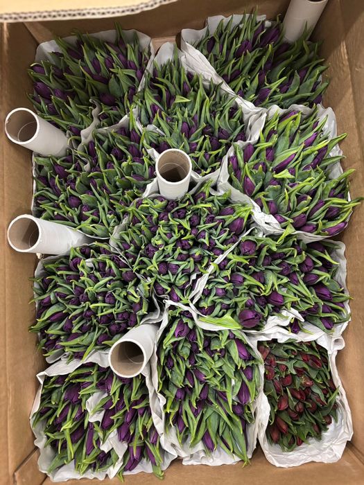 Живые тюльпаны для ваших любимых!