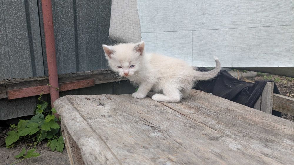 Котята редчайшей экспериментальной породы