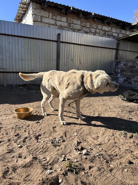 Отдам аллабая 5 лет