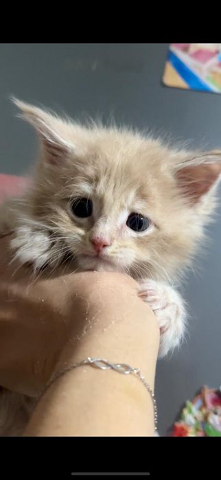 Мейн кун котятки