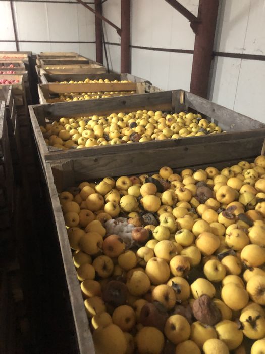 Vand mere Golden ideale pentru tuica sau suc