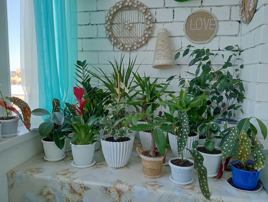 Красивые и Уютные Цветы в Ваш Дом