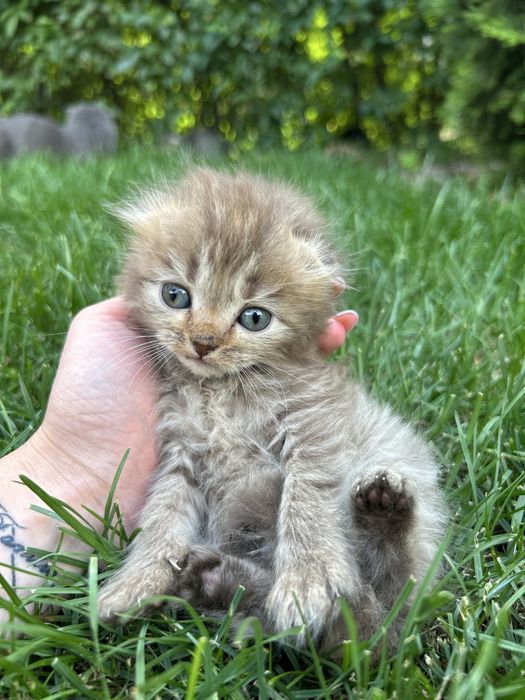 Продам шотландских котят