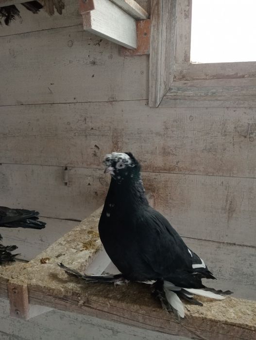 Голуби голуби голуби