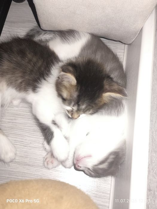 Отдам котят добрый руки