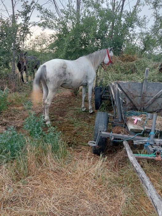 Iapa blândă merge la caruța