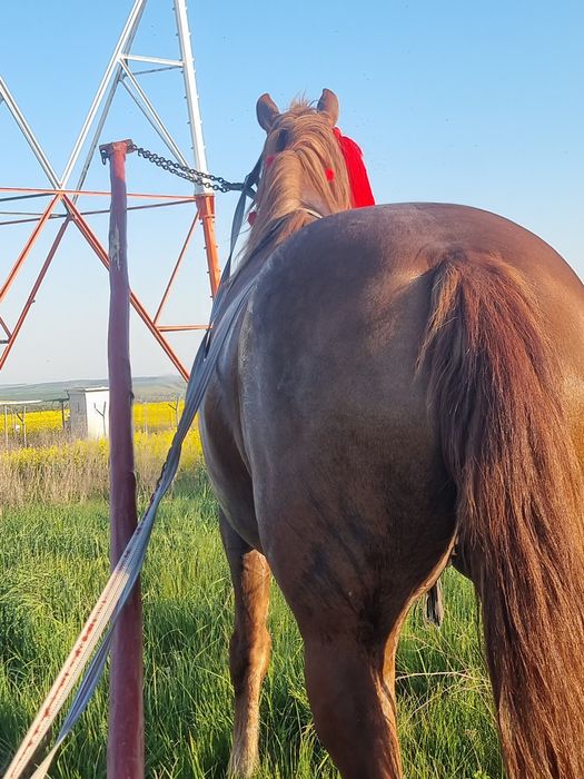 Vând Iapă gestanta in 7 luni