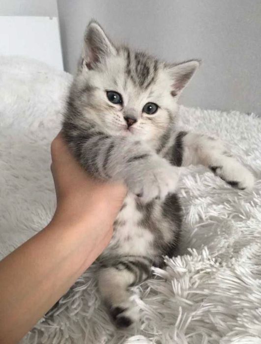 Шотландские котята!