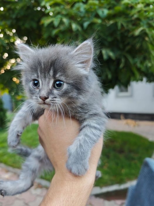 БЕСПЛАТНО Отдадим домашних котят в хорошие лапки