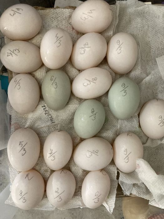 Oua incubat olive egger, australorp, gat golas, rate motate cu polare