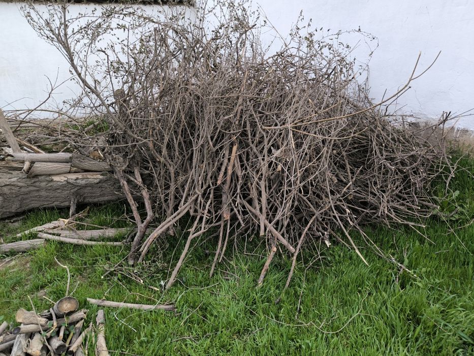 Отын дрова шыбык