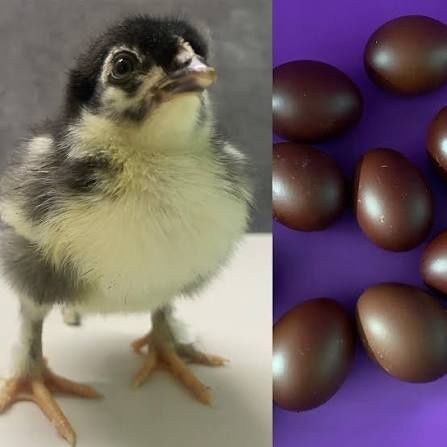 Маран уруғланган тухумлари ва жўжалари – нодир зот, шоколад рангли тух