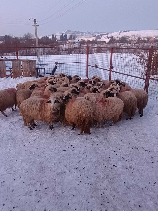 Oi gestante tinere și selectate