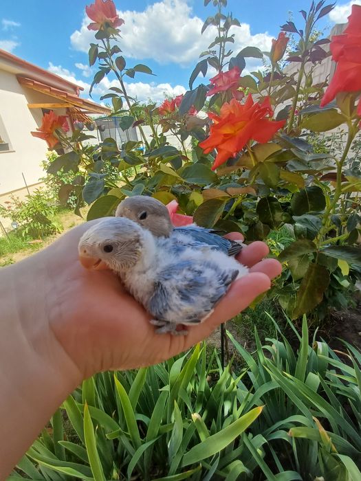 Agapornis blanzi , crescuti la mana