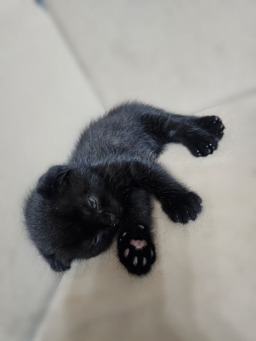 Шотландские котята Scottish fold